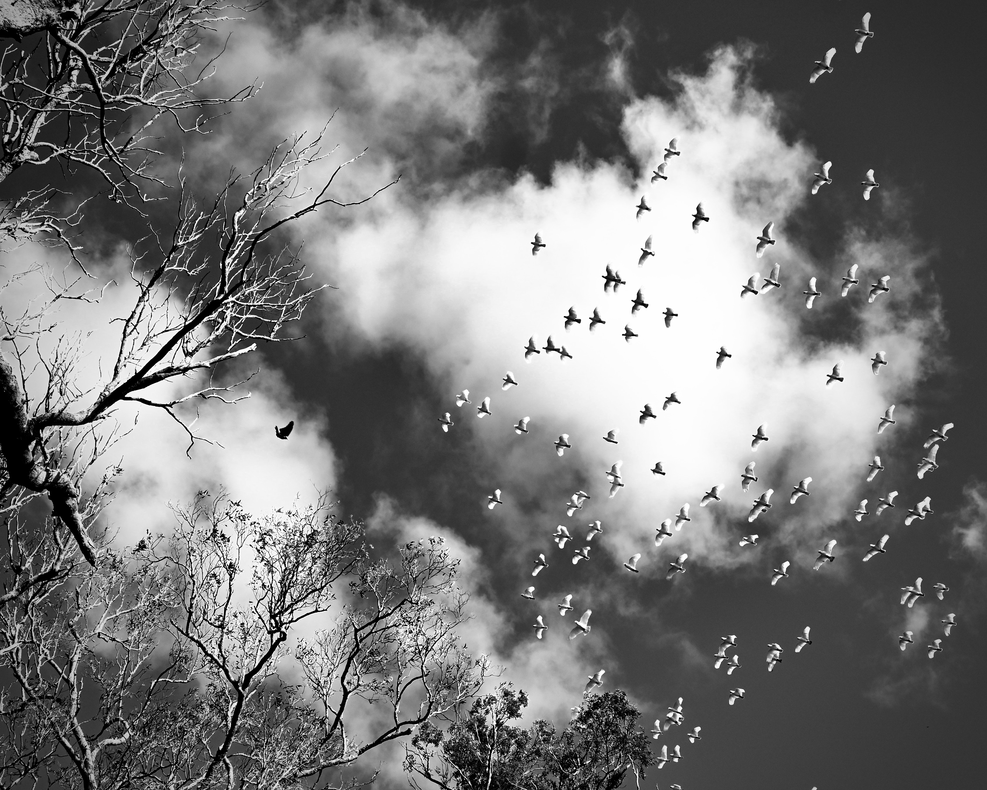 Cockatoos in flight, Wingham
