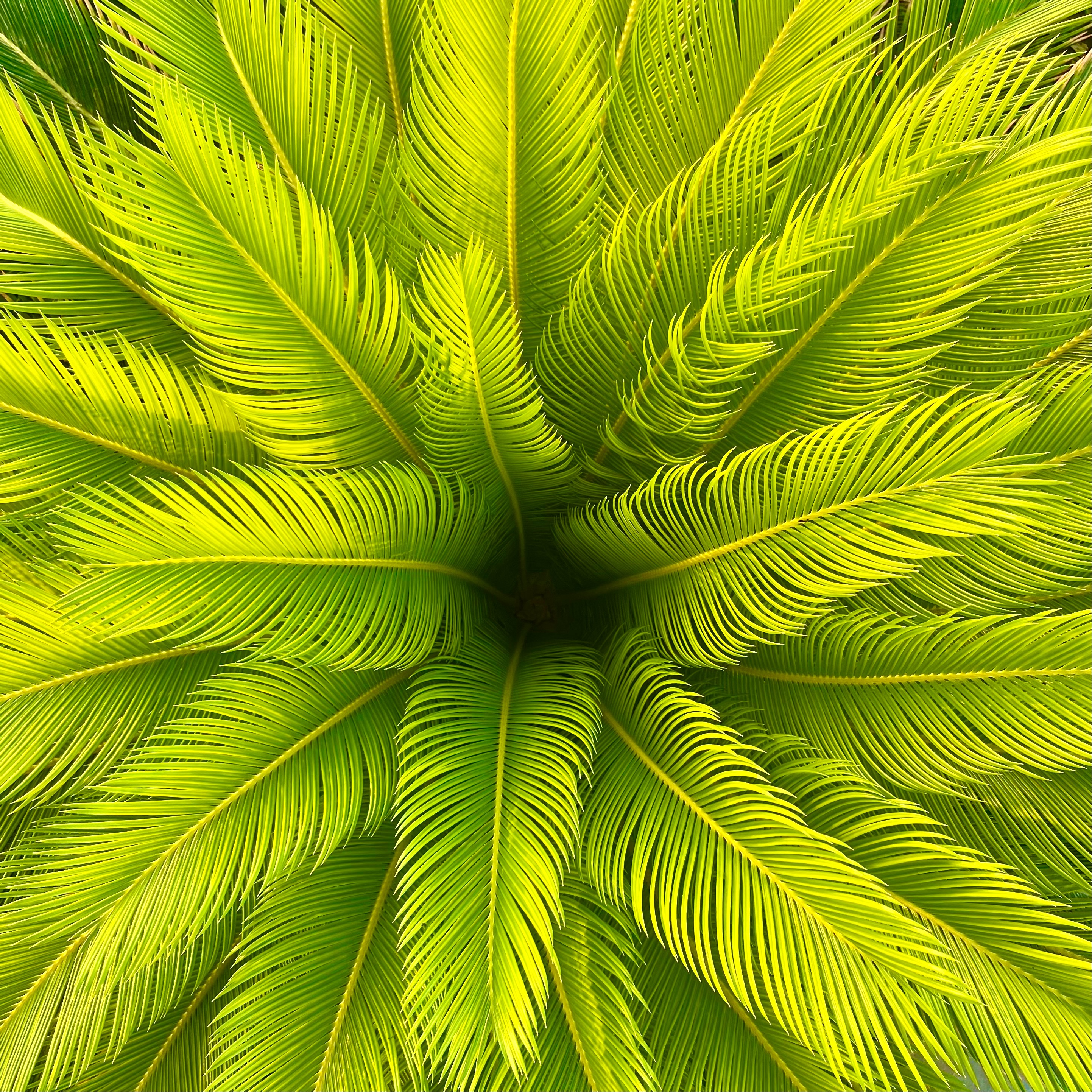 Natural Art, Ras Al Khamiah